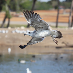 flying seagull in action ..