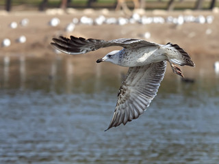 flying seagull in action
