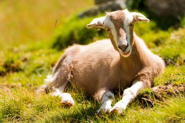 Mountain Baby Goat on Green Grass / Mountain baby goat resting on a green pasture in summer and looking into the camera