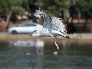 Young seagull captured in mid flight