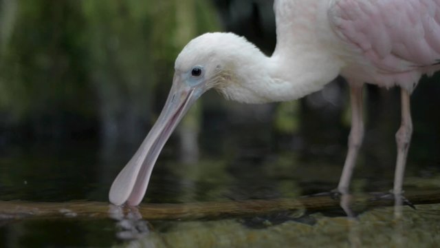 Roseate spoonbill Platalea ajaja Florida Swamps