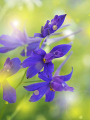 purple flower spring background