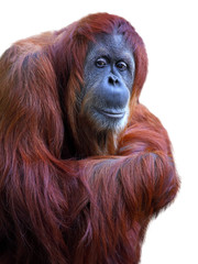 Orangutan