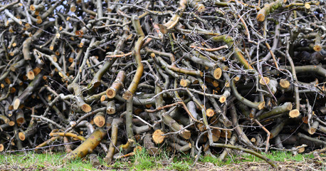 Fresh Pruned apple tree, details