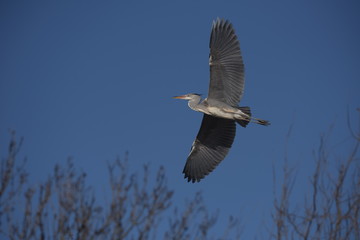 Grey Heron, Ardea cinerea 