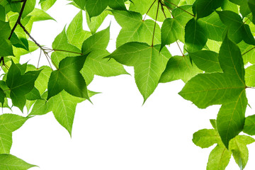 green tree leaves on the white background