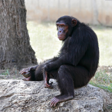 monkey sitting on a rock at the zoo.