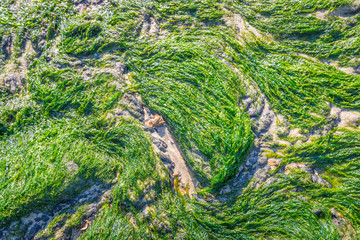 Green algae at low tide from close