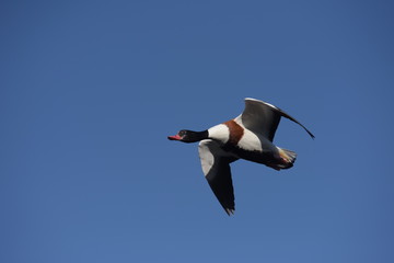 Common Shelduck, Shelduck, Tadorna tadorna 