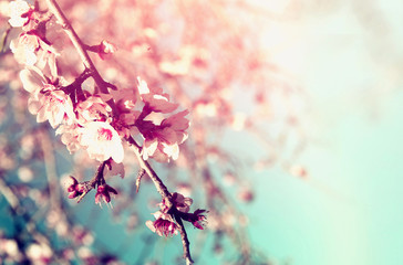 image abstraite rêveuse et floue de l& 39 arbre de fleurs de cerisier blanc de printemps. mise au point sélective. millésime filtré