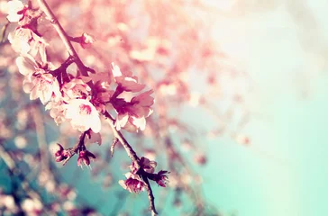 Crédence de cuisine en verre imprimé Fleur de cerisier image abstraite rêveuse et floue de l& 39 arbre de fleurs de cerisier blanc de printemps. mise au point sélective. millésime filtré