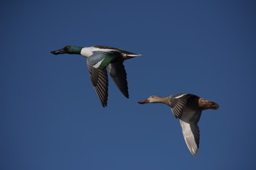 Northern Shoveler, Shoveler, Anas clypeata 