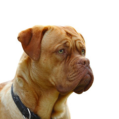 dogue de bordeaux