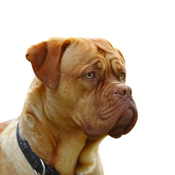 Dogue De Bordeaux