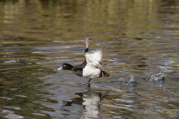 Tufted Duck, Aythya fuligula