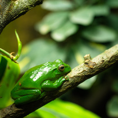 Green tree frog resting on a branch