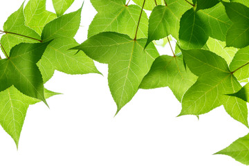 Fototapeta na wymiar green tree leaves on the white background