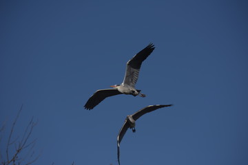 Grey Heron, Ardea cinerea 
