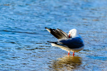 Bird in sea  water