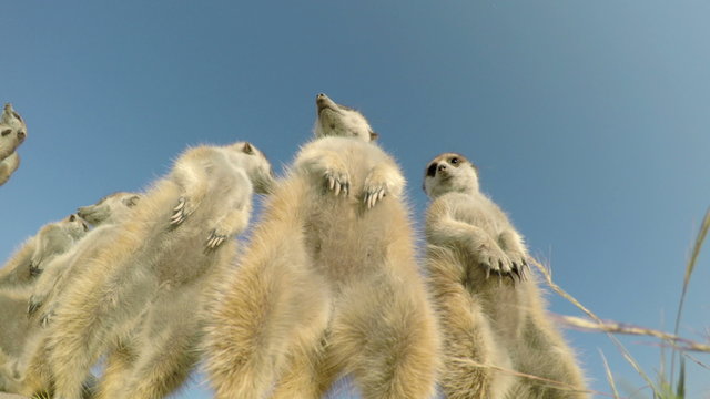 4K low angle view of a group of meerkats standing upright and sunning themselves,Botswana