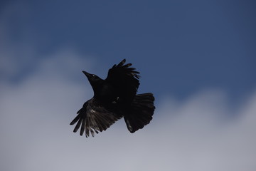 Carrion Crow 