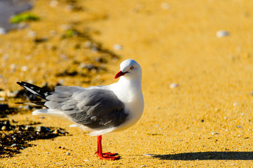 Bird on beach