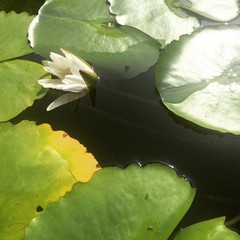 white lotus