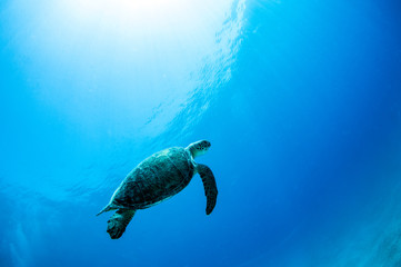 Obraz premium Sea Turtle