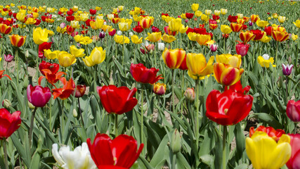 Fototapeta premium Panorama pola tulipanów