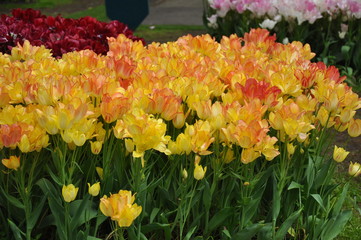 Tulipany © sorensen15