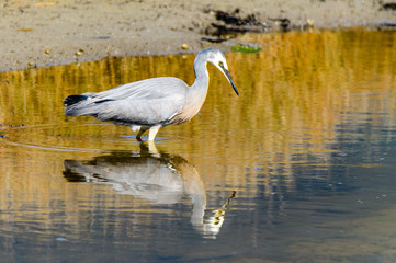 Big bird on water