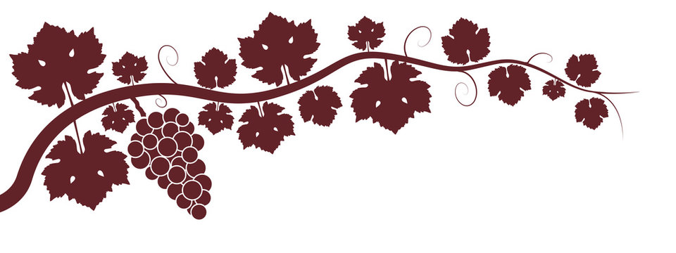 Rotwein Weinrebe