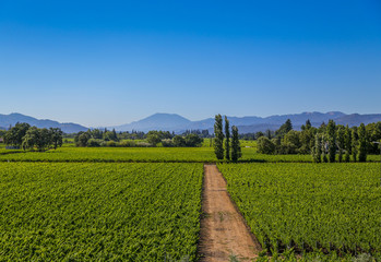 Napa wine field