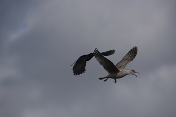 European Herring Gull and Carrion Crow 