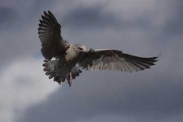 European Herring Gull, Larus argentatus 