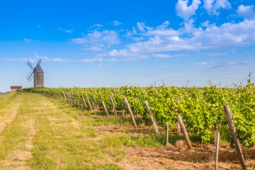 Bordeaux vineyard with Windmill