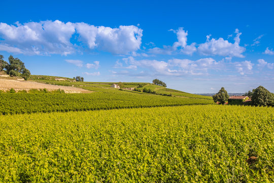 Bordeux vineyard in Saint Emillion