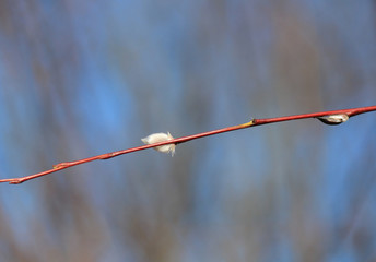 willow bud