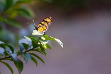 Monarch Butterfly in the forest