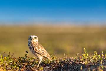 Burrowing Owl in a conservation park