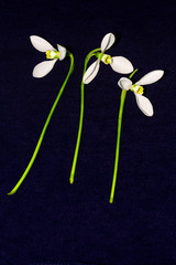 white flowers on blue material