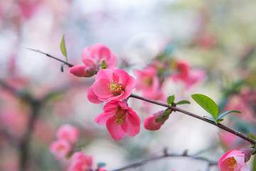 Fototapeta na wymiar Chaenomeles. Japanese quince. Spring pink flowers background.