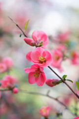 Obraz premium Chaenomeles. Japanese quince. Spring pink flowers background.
