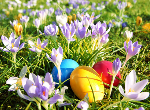 Ostern, Easter, bunte Ostereier in Wiese mit Krokussen
