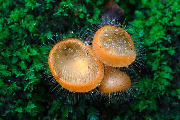 Cookeina tricholoma : a small beautiful cup fungi found in tropical and subtropical regions