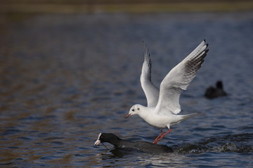 Coot and Black-headed Gull