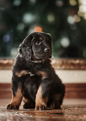 Cute black hovawart puppy 