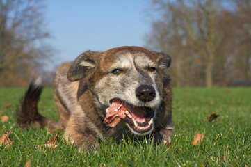 Hund frisst Kaninchenkarkasse