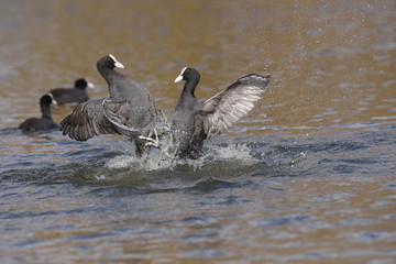Eurasian Coot, Coot, Fulica atra 