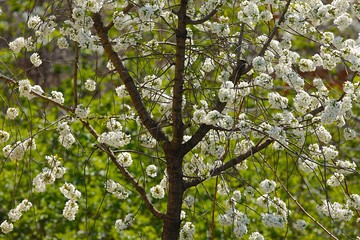 Spring Tree Flowering